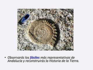 • Observarás los fósiles más representativos de
Andalucía y reconstruirás la Historia de la Tierra.
 