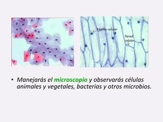 • Manejarás el microscopio y observarás células
animales y vegetales, bacterias y otros microbios.
 