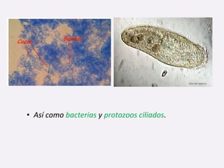 • Así como bacterias y protozoos ciliados.
 