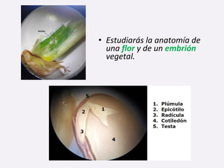 • Estudiarás la anatomía de
una flor y de un embrión
vegetal.
 