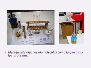 • Identificarás algunas biomoléculas como la glucosa y
las proteínas.
 