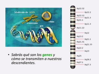 • Sabrás qué son los genes y
cómo se transmiten a nuestros
descendientes.
 