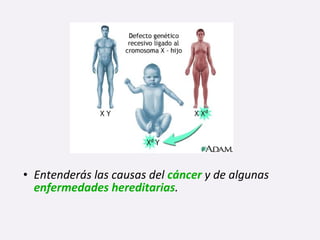 • Entenderás las causas del cáncer y de algunas
enfermedades hereditarias.
 