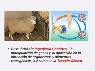 • Descubrirás la Ingeniería Genética, la
manipulación de genes y su aplicación en la
obtención de organismos y alimentos
transgénicos, así como en la Terapia Génica.
 