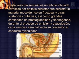  Cada vesícula seminal es un túbulo lobulado,
  revestido por epitelio secretor que secreta un
  material mucoide rico en fructosa, y otras
  sustancias nutritivas, así como grandes
  cantidades de prostaglandinas y fibrinógenos,
  durante el proceso de emisión y eyaculación,
  cada vesícula seminal vacía su contenido al
  conducto eyaculador,
 