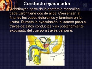Conducto eyaculador
 Constituyen parte de la anatomía masculina;
  cada varón tiene dos de ellos. Comienzan al
  final de los vasos deferentes y terminan en la
  uretra. Durante la eyaculación, el semen pasa a
  través de estos conductos y es posteriormente
  expulsado del cuerpo a través del pene.
 