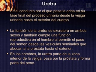 Uretra
 Es el conducto por el que pasa la orina en su
  fase final del proceso urinario desde la vejiga
  urinaria hasta el exterior del cuerpo

 La función de la uretra es excretora en ambos
  sexos y también cumple una función
  reproductiva en el hombre al permitir el paso
  del semen desde las vesículas seminales que
  abocan a la próstata hasta el exterior.
 En los hombres, la uretra parte de la zona
  inferior de la vejiga, pasa por la próstata y forma
  parte del pene.
 