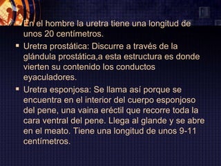  En el hombre la uretra tiene una longitud de
  unos 20 centímetros.
 Uretra prostática: Discurre a través de la
  glándula prostática,a esta estructura es donde
  vierten su contenido los conductos
  eyaculadores.
 Uretra esponjosa: Se llama así porque se
  encuentra en el interior del cuerpo esponjoso
  del pene, una vaina eréctil que recorre toda la
  cara ventral del pene. Llega al glande y se abre
  en el meato. Tiene una longitud de unos 9-11
  centímetros.
 
