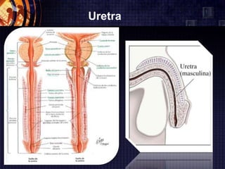 Uretra
 