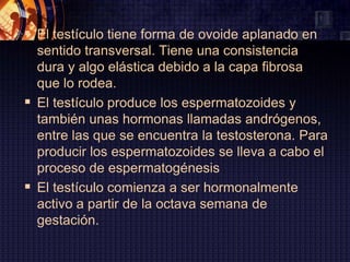  El testículo tiene forma de ovoide aplanado en
  sentido transversal. Tiene una consistencia
  dura y algo elástica debido a la capa fibrosa
  que lo rodea.
 El testículo produce los espermatozoides y
  también unas hormonas llamadas andrógenos,
  entre las que se encuentra la testosterona. Para
  producir los espermatozoides se lleva a cabo el
  proceso de espermatogénesis
 El testículo comienza a ser hormonalmente
  activo a partir de la octava semana de
  gestación.
 