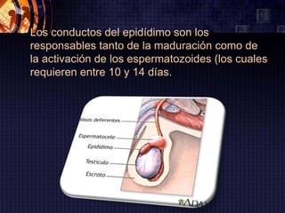 Los conductos del epidídimo son los
  responsables tanto de la maduración como de
  la activación de los espermatozoides (los cuales
  requieren entre 10 y 14 días.
 