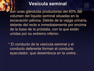 Vesícula seminal
 son unas glándulas productoras del 60% del
  volumen del líquido seminal situadas en la
  excavación pélvica. Detrás de la vejiga urinaria,
  delante del recto e inmediatamente por encima
  de la base de la próstata, con la que están
  unidas por su extremo inferior.

 * El conducto de la vesícula seminal y el
  conducto deferente forman el conducto
  eyaculador, que desemboca en la uretra .
 