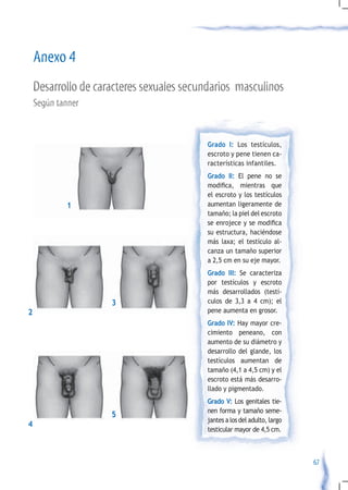 Anexo 4
    Desarrollo de caracteres sexuales secundarios masculinos
    Según tanner


                                          Grado I: Los testículos,
                                          escroto y pene tienen ca-
                                          racterísticas infantiles.
                                          Grado II: El pene no se
                                          modifica,	 mientras	 que	
                                          el escroto y los testículos
            1                             aumentan ligeramente de
                                          tamaño; la piel del escroto
                                          se	enrojece	y	se	modifica	
                                          su estructura, haciéndose
                                          más laxa; el testículo al-
                                          canza un tamaño superior
                                          a 2,5 cm en su eje mayor.
                                          Grado III: Se caracteriza
                                          por testículos y escroto
                                          más desarrollados (testí-
                     3                    culos de 3,3 a 4 cm); el
2                                         pene aumenta en grosor.
                                          Grado IV: Hay mayor cre-
                                          cimiento peneano, con
                                          aumento de su diámetro y
                                          desarrollo del glande, los
                                          testículos aumentan de
                                          tamaño (4,1 a 4,5 cm) y el
                                          escroto está más desarro-
                                          llado y pigmentado.
                                          Grado V: Los genitales tie-
                                          nen forma y tamaño seme-
                     5
                                          jantes a los del adulto, largo
4
                                          testicular mayor de 4,5 cm.



                                                                           67
 