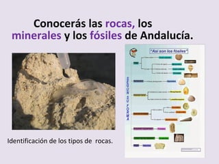 Conocerás las rocas, los
minerales y los fósiles de Andalucía.
Identificación de los tipos de rocas.
 