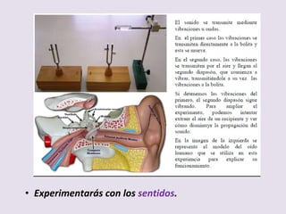• Experimentarás con los sentidos.
 