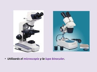 • Utilizarás el microscopio y la lupa binocular.
 