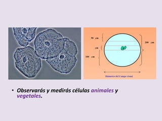 • Observarás y medirás células animales y
vegetales.
 