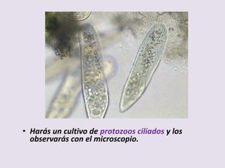 • Harás un cultivo de protozoos ciliados y los
observarás con el microscopio.
 
