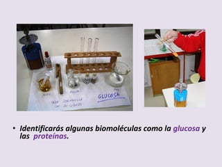 • Identificarás algunas biomoléculas como la glucosa y
las proteínas.
 