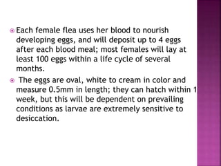  Each female flea uses her blood to nourish
developing eggs, and will deposit up to 4 eggs
after each blood meal; most females will lay at
least 100 eggs within a life cycle of several
months.
 The eggs are oval, white to cream in color and
measure 0.5mm in length; they can hatch within 1
week, but this will be dependent on prevailing
conditions as larvae are extremely sensitive to
desiccation.
 