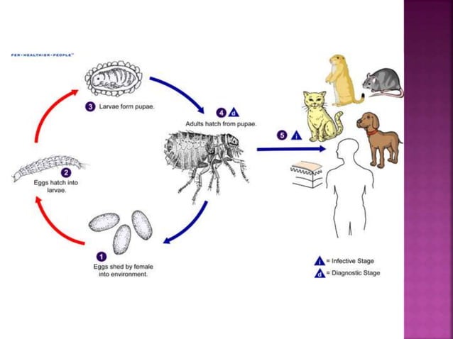 Oriental rat flea | PPTX