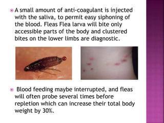 Rat Fleas