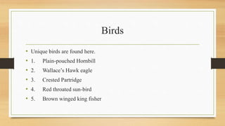 Birds
• Unique birds are found here.
• 1. Plain-pouched Hornbill
• 2. Wallace’s Hawk eagle
• 3. Crested Partridge
• 4. Red throated sun-bird
• 5. Brown winged king fisher
 