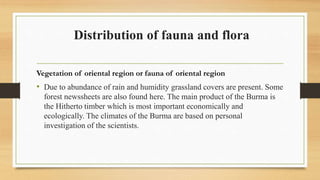 Distribution of fauna and flora
Vegetation of oriental region or fauna of oriental region
• Due to abundance of rain and humidity grassland covers are present. Some
forest newssheets are also found here. The main product of the Burma is
the Hitherto timber which is most important economically and
ecologically. The climates of the Burma are based on personal
investigation of the scientists.
 
