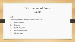 Distribution of fauna
Fauna
• Asia
• Top five mammals are found in Southeast Asia.
• 1. Dusky languor
• 2. Dugong
• 3. Sunda Pangolin
• 4. Lesser mouse deer
• 5. Clawed otter
 