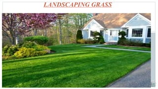LANDSCAPING GRASS
 