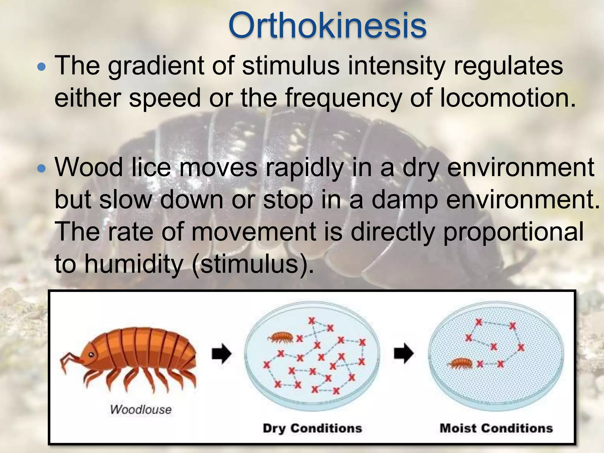 Orthokinesis
 The gradient of stimulus intensity regulates
either speed or the frequency of locomotion.
 Wood lice moves rapidly in a dry environment
but slow down or stop in a damp environment.
The rate of movement is directly proportional
to humidity (stimulus).
 