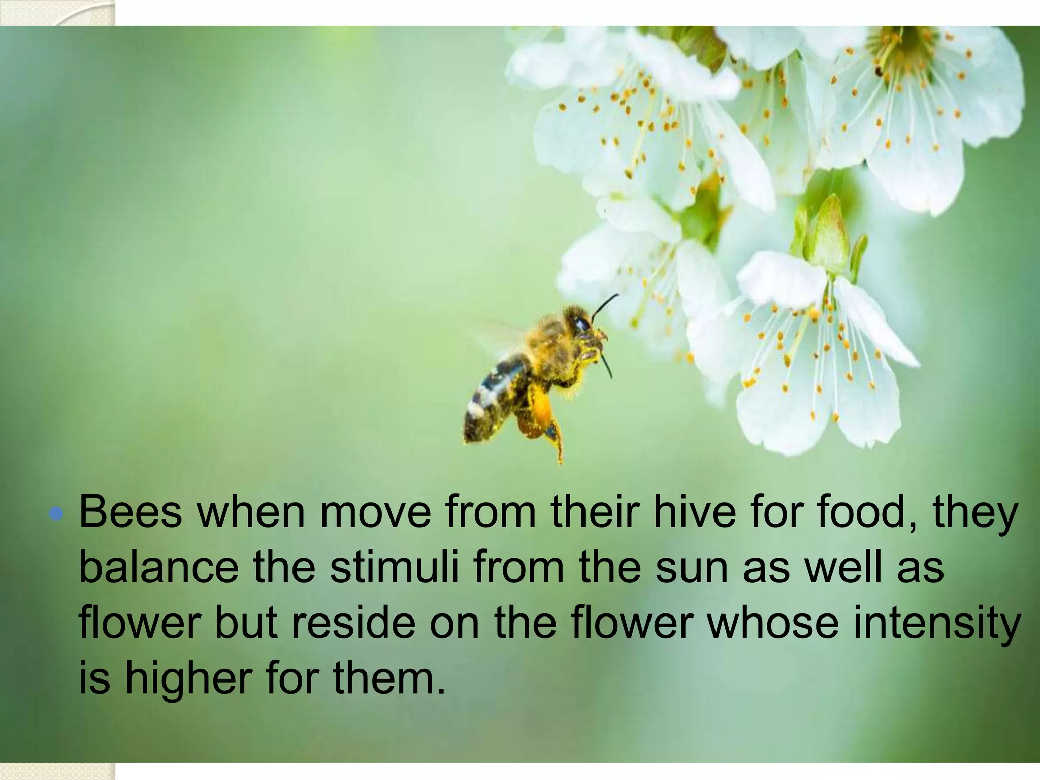  Bees when move from their hive for food, they
balance the stimuli from the sun as well as
flower but reside on the flower whose intensity
is higher for them.
 