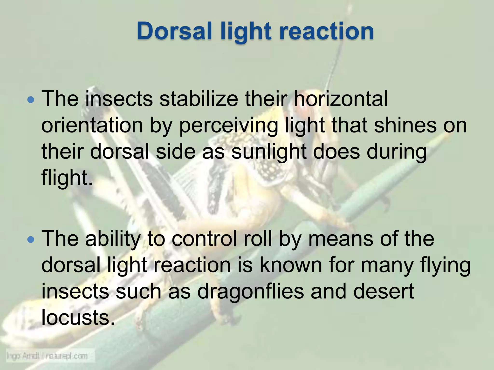 Dorsal light reaction
 The insects stabilize their horizontal
orientation by perceiving light that shines on
their dorsal side as sunlight does during
flight.
 The ability to control roll by means of the
dorsal light reaction is known for many flying
insects such as dragonflies and desert
locusts.
 