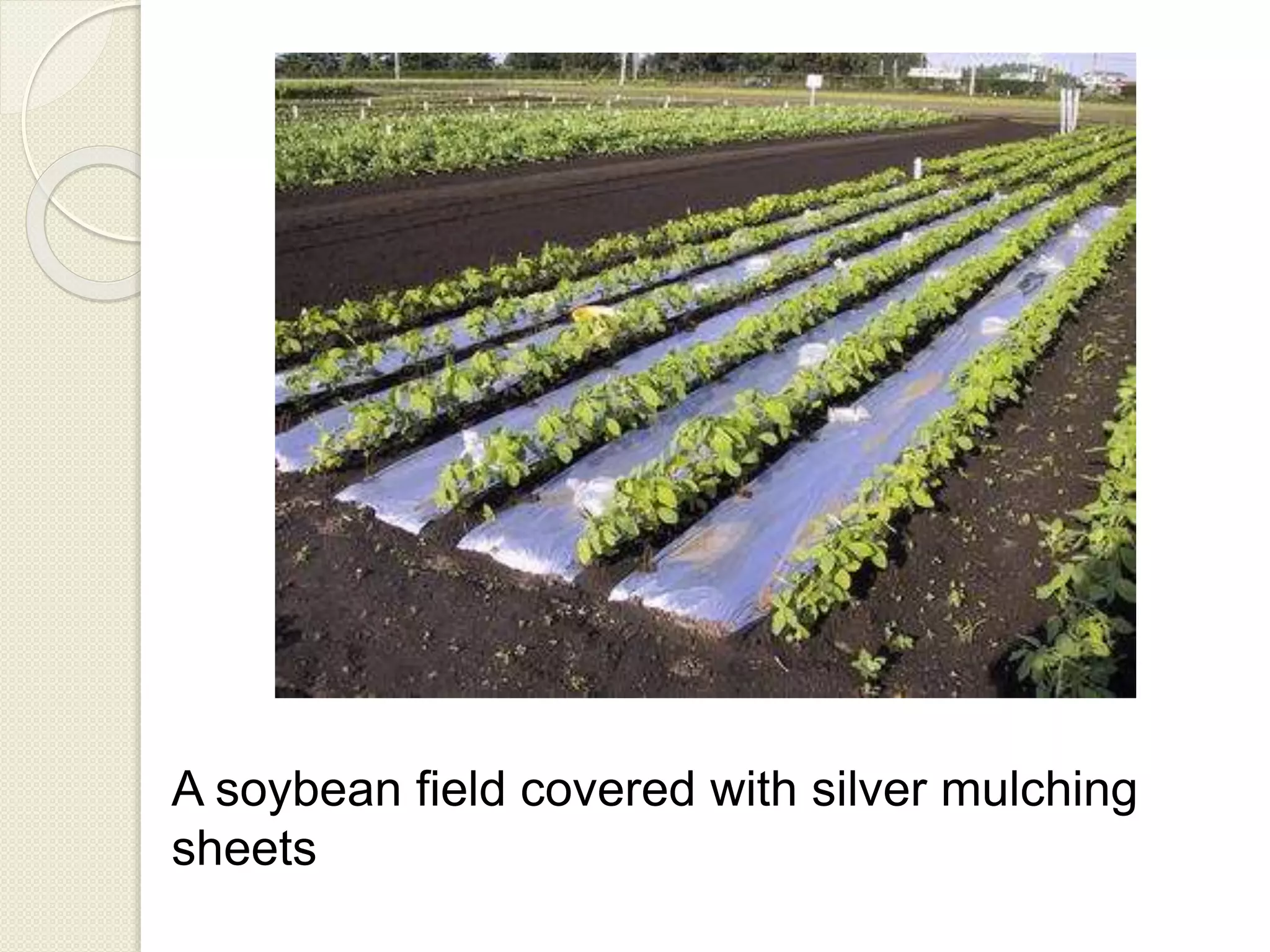 A soybean field covered with silver mulching
sheets
 