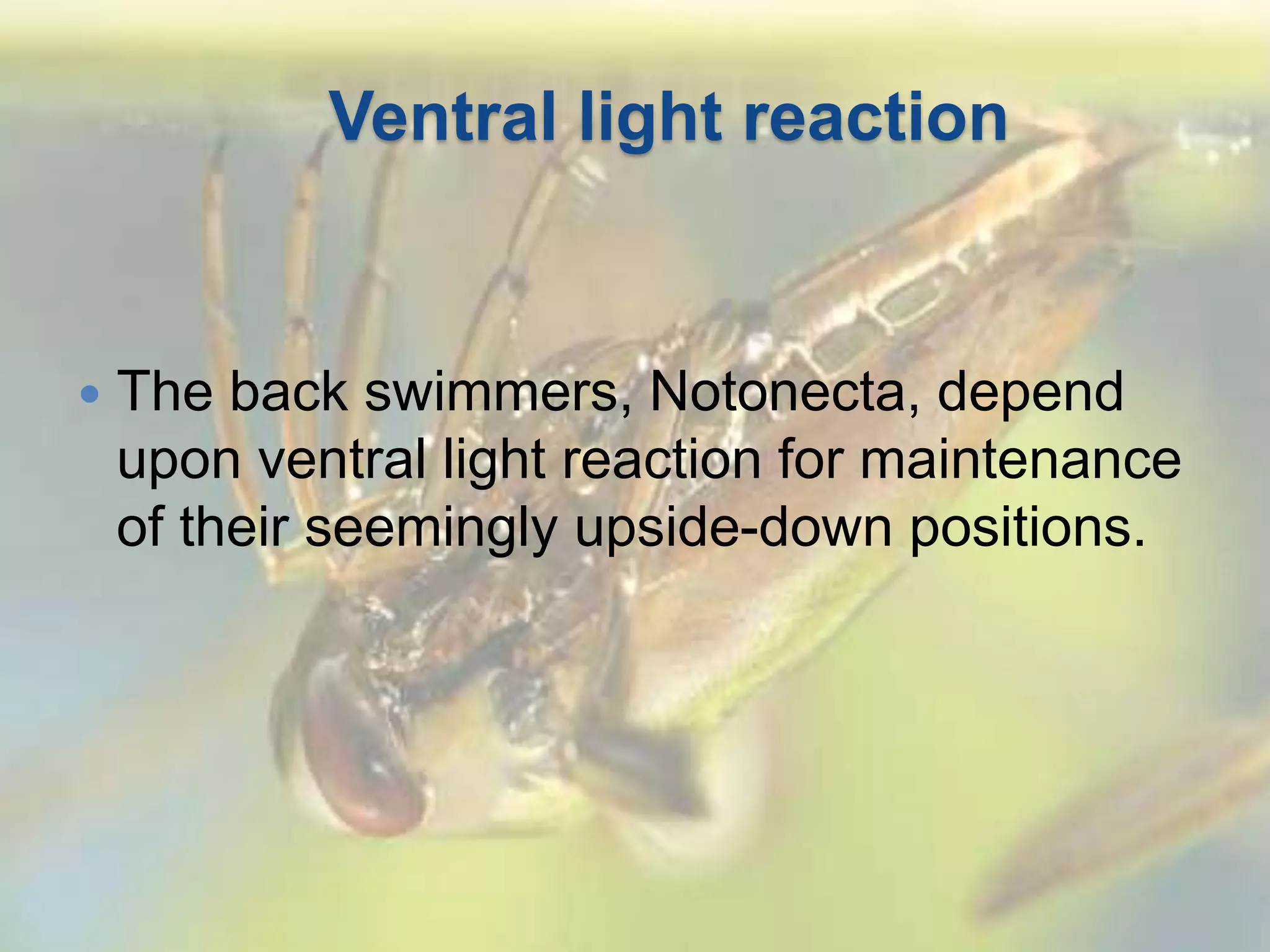 Ventral light reaction
 The back swimmers, Notonecta, depend
upon ventral light reaction for maintenance
of their seemingly upside-down positions.
 