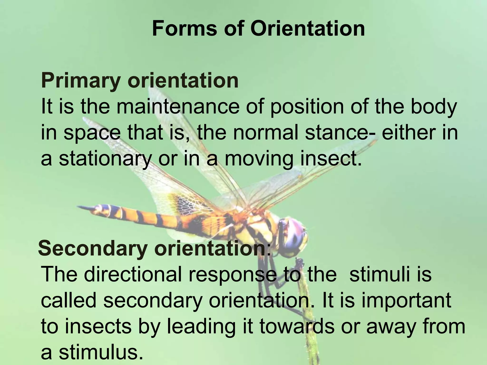 Forms of Orientation
Primary orientation
It is the maintenance of position of the body
in space that is, the normal stance- either in
a stationary or in a moving insect.
Secondary orientation:
The directional response to the stimuli is
called secondary orientation. It is important
to insects by leading it towards or away from
a stimulus.
 
