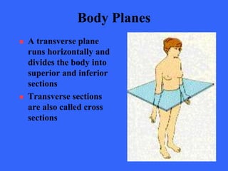 anatomical Orientation by Dr. jamil Anwar | PPT