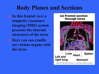 anatomical Orientation by Dr. jamil Anwar | PPT