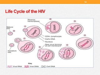Life Cycle of the HIV
14
 