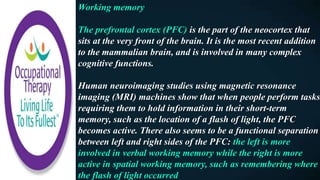Working memory
The prefrontal cortex (PFC) is the part of the neocortex that
sits at the very front of the brain. It is the most recent addition
to the mammalian brain, and is involved in many complex
cognitive functions.
Human neuroimaging studies using magnetic resonance
imaging (MRI) machines show that when people perform tasks
requiring them to hold information in their short-term
memory, such as the location of a flash of light, the PFC
becomes active. There also seems to be a functional separation
between left and right sides of the PFC: the left is more
involved in verbal working memory while the right is more
active in spatial working memory, such as remembering where
the flash of light occurred
 