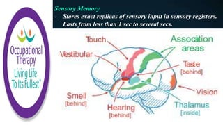 Sensory Memory
- Stores exact replicas of sensory input in sensory registers.
Lasts from less than 1 sec to several secs.
 