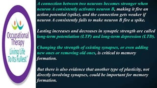 A connection between two neurons becomes stronger when
neuron A consistently activates neuron B, making it fire an
action potential (spike), and the connection gets weaker if
neuron A consistently fails to make neuron B fire a spike.
Lasting increases and decreases in synaptic strength are called
long-term potentiation (LTP) and long-term depression (LTD).
Changing the strength of existing synapses, or even adding
new ones or removing old ones, is critical to memory
formation.
But there is also evidence that another type of plasticity, not
directly involving synapses, could be important for memory
formation.
 