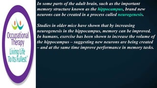 In some parts of the adult brain, such as the important
memory structure known as the hippocampus, brand new
neurons can be created in a process called neurogenesis.
Studies in older mice have shown that by increasing
neurogenesis in the hippocampus, memory can be improved.
In humans, exercise has been shown to increase the volume of
the hippocampus – suggesting new neurons are being created
– and at the same time improve performance in memory tasks.
 
