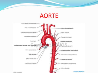 AORTE
 