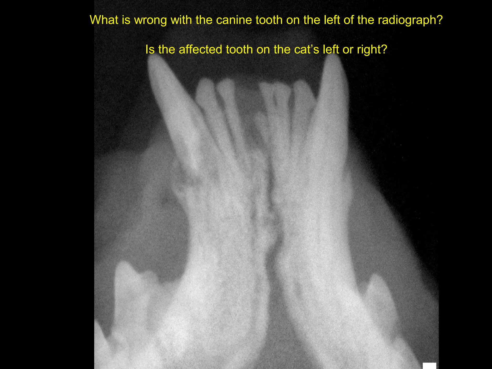 What is wrong with the canine tooth on the left of the radiograph?

          Is the affected tooth on the cat’s left or right?




                                                                     18
 
