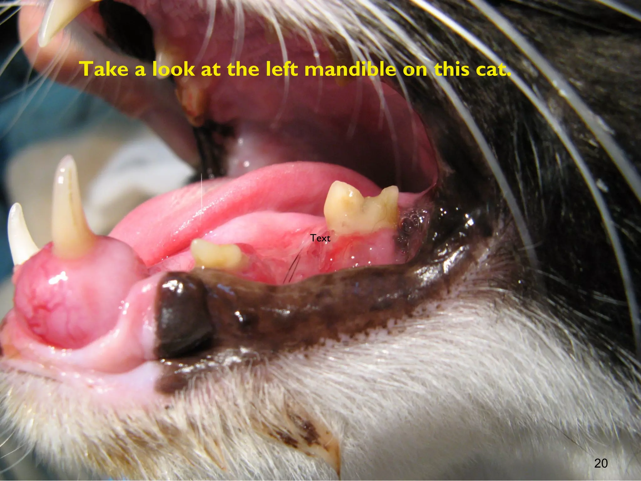 Take a look at the left mandible on this cat.




                        Text




                                                20
 