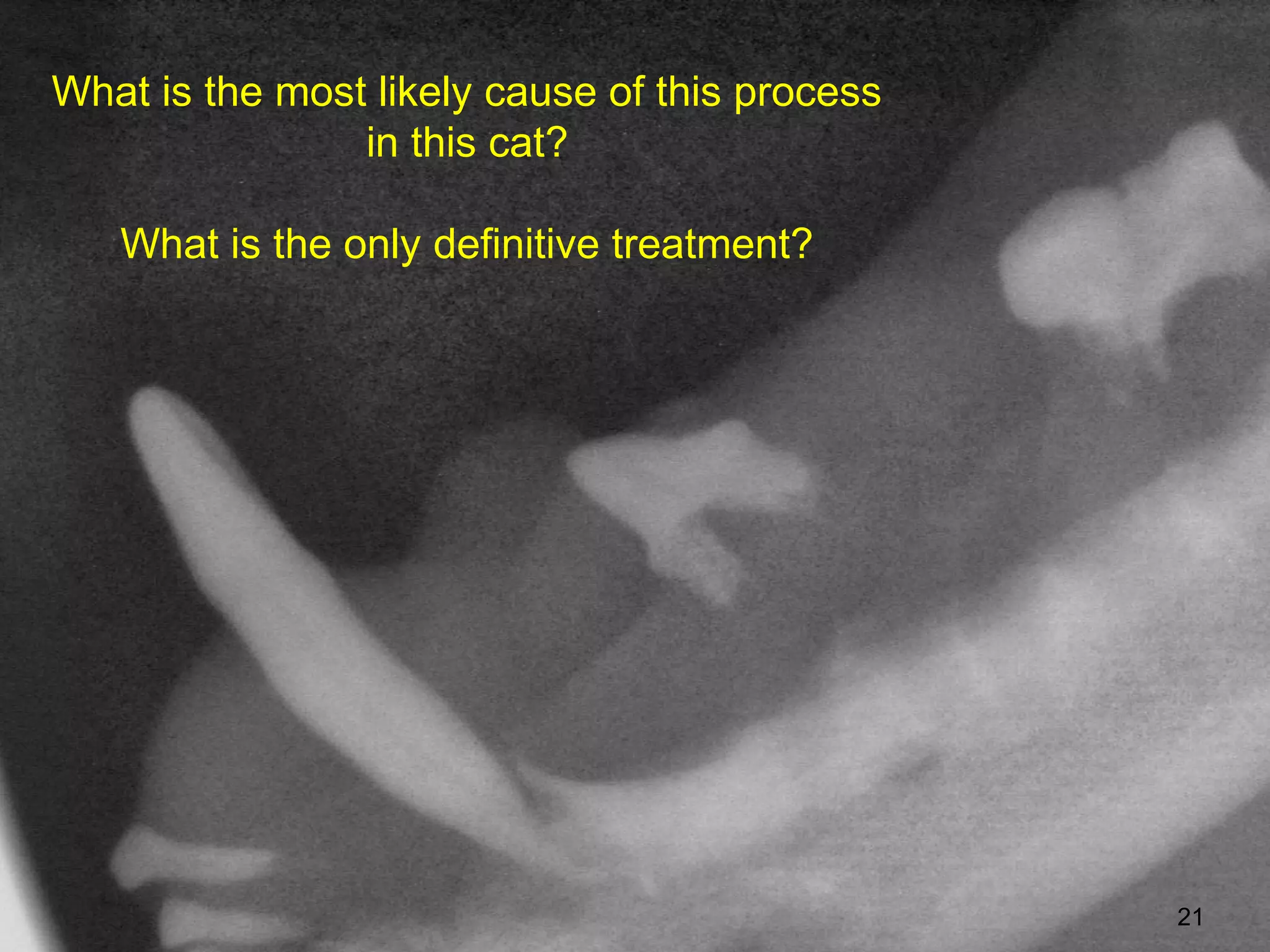 What is the most likely cause of this process
                in this cat?

   What is the only definitive treatment?




                                                21
 