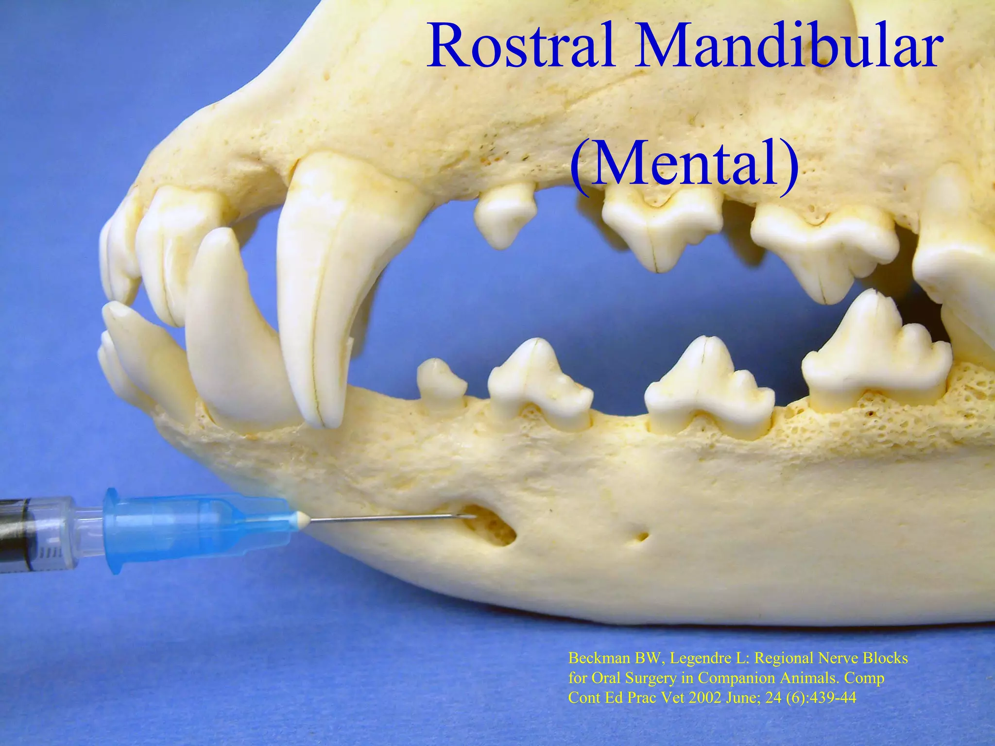 Rostral Mandibular
    (Mental)




    Beckman BW, Legendre L: Regional Nerve Blocks
    for Oral Surgery in Companion Animals. Comp
    Cont Ed Prac Vet 2002 June; 24 (6):439-44
 