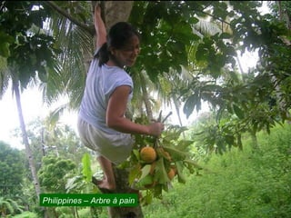 Philippines – Arbre à pain
 
