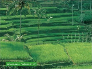 Indonésie – Culture du riz
 